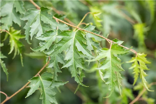 Schlitzblättrige Birke - Betula pendula 'Dalecarlica'