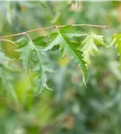 Schlitzblättrige Birke - Betula pendula 'Dalecarlica'