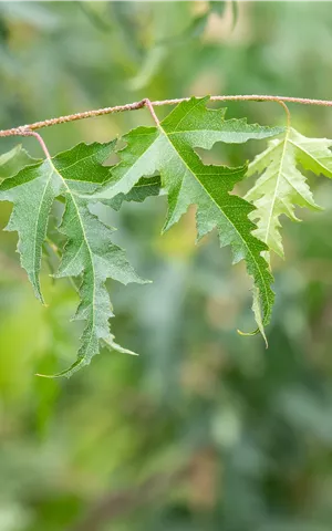 Betula pendula 'Dalecarlica'