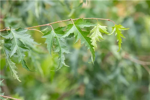 Schlitzblättrige Birke - Betula pendula 'Dalecarlica'