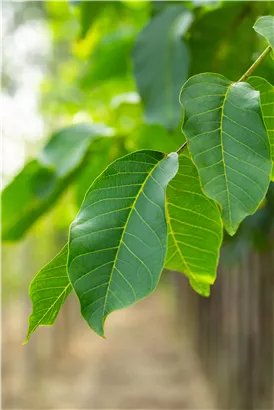 Walnuss 'Broadview' - Juglans regia 'Broadview' CAC