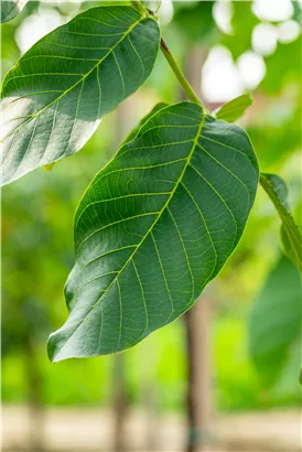 Walnuss 'Broadview' - Juglans regia 'Broadview' CAC