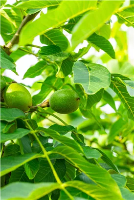 Walnuss 'Broadview' - Juglans regia 'Broadview' CAC