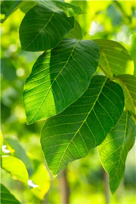 Walnuss 'Broadview' - Juglans regia 'Broadview' CAC