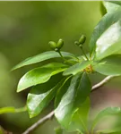 Wald-Tupelobaum - Nyssa sylvatica