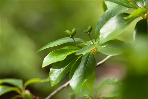 Wald-Tupelobaum - Nyssa sylvatica