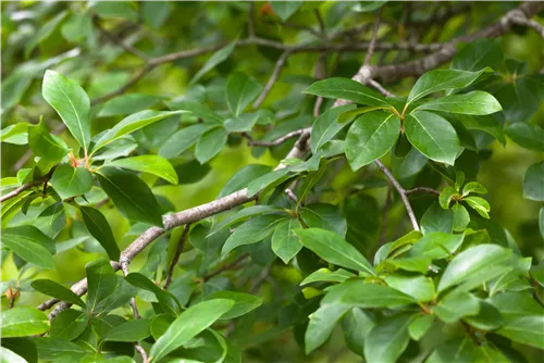 Wald-Tupelobaum - Nyssa sylvatica