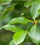 Wald-Tupelobaum - Nyssa sylvatica