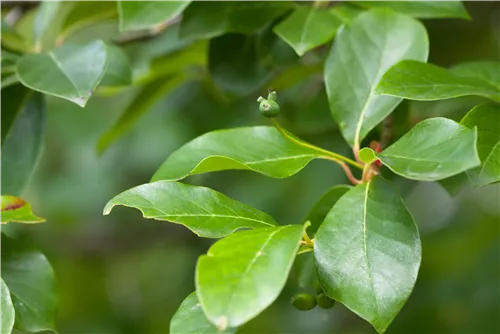 Wald-Tupelobaum - Nyssa sylvatica