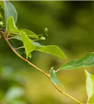 Wald-Tupelobaum - Nyssa sylvatica