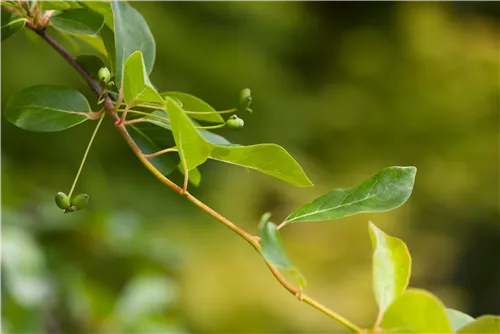 Wald-Tupelobaum - Nyssa sylvatica