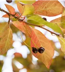 Wald-Tupelobaum - Nyssa sylvatica