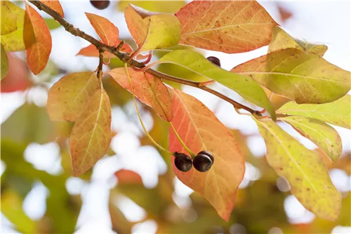 Wald-Tupelobaum - Nyssa sylvatica