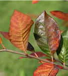 Wald-Tupelobaum - Nyssa sylvatica