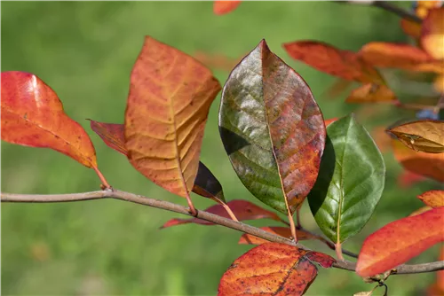 Wald-Tupelobaum - Nyssa sylvatica