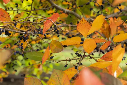 Wald-Tupelobaum - Nyssa sylvatica