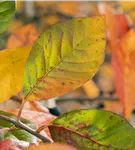 Wald-Tupelobaum - Nyssa sylvatica