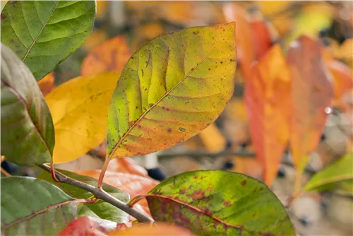 Wald-Tupelobaum - Nyssa sylvatica