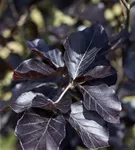 Säulen-Blutbuche 'Dawyck Purple' - Fagus sylvatica 'Dawyck Purple'