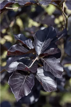 Säulen-Blutbuche 'Dawyck Purple' - Fagus sylvatica 'Dawyck Purple'