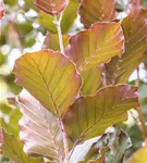 Säulen-Blutbuche 'Dawyck Purple' - Fagus sylvatica 'Dawyck Purple'