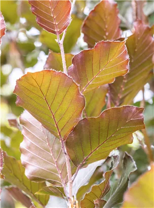 Säulen-Blutbuche 'Dawyck Purple' - Fagus sylvatica 'Dawyck Purple'