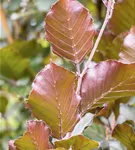 Säulen-Blutbuche 'Dawyck Purple' - Fagus sylvatica 'Dawyck Purple'