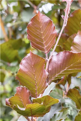 Säulen-Blutbuche 'Dawyck Purple' - Fagus sylvatica 'Dawyck Purple'