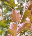 Säulen-Blutbuche 'Dawyck Purple' - Fagus sylvatica 'Dawyck Purple'