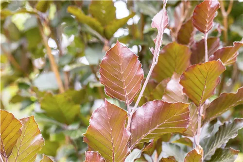 Säulen-Blutbuche 'Dawyck Purple' - Fagus sylvatica 'Dawyck Purple'