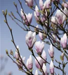 Tulpenmagnolie 'Heaven Scent' - Magnolia soulangiana 'Heaven Scent'