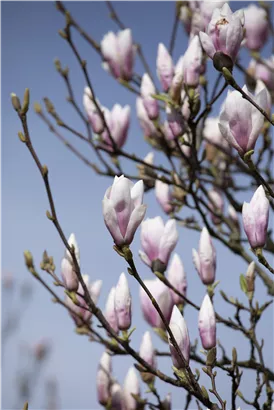 Tulpenmagnolie 'Heaven Scent' - Magnolia soulangiana 'Heaven Scent'