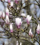 Tulpenmagnolie 'Heaven Scent' - Magnolia soulangiana 'Heaven Scent'