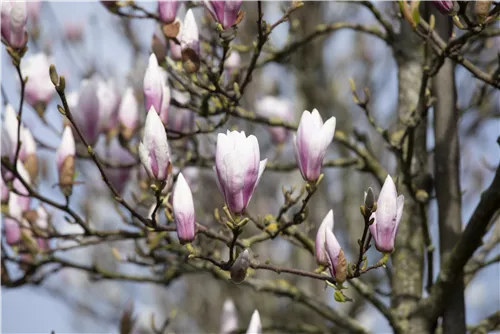 Tulpenmagnolie 'Heaven Scent' - Magnolia soulangiana 'Heaven Scent'