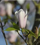 Tulpenmagnolie 'Heaven Scent' - Magnolia soulangiana 'Heaven Scent'