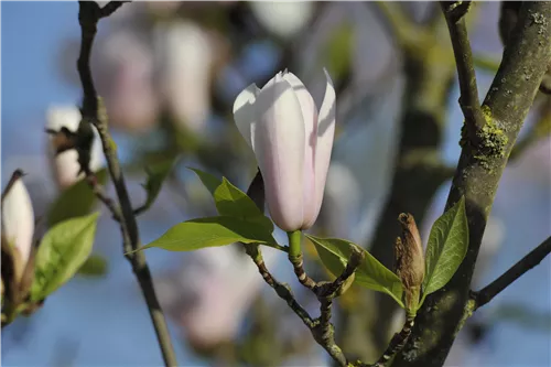 Tulpenmagnolie 'Heaven Scent' - Magnolia soulangiana 'Heaven Scent'