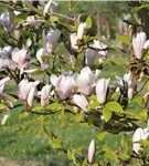 Tulpenmagnolie 'Heaven Scent' - Magnolia soulangiana 'Heaven Scent'