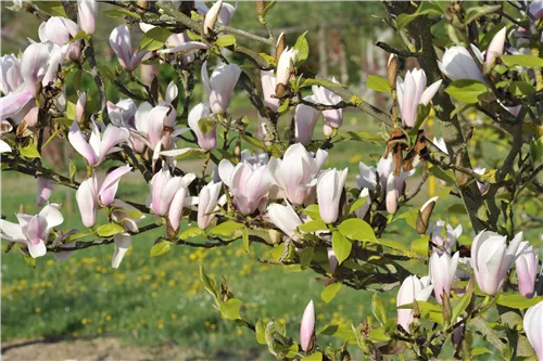 Tulpenmagnolie 'Heaven Scent' - Magnolia soulangiana 'Heaven Scent'