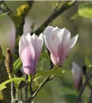 Tulpenmagnolie 'Heaven Scent' - Magnolia soulangiana 'Heaven Scent'