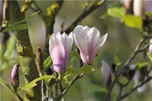 Tulpenmagnolie 'Heaven Scent' - Magnolia soulangiana 'Heaven Scent'