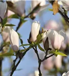 Tulpenmagnolie 'Heaven Scent' - Magnolia soulangiana 'Heaven Scent'