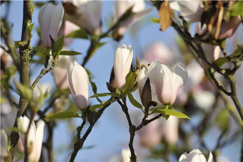 Tulpenmagnolie 'Heaven Scent' - Magnolia soulangiana 'Heaven Scent'