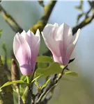 Tulpenmagnolie 'Heaven Scent' - Magnolia soulangiana 'Heaven Scent'