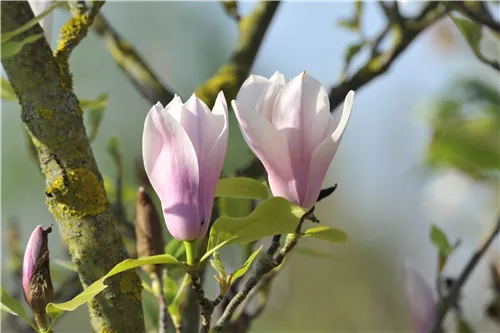 Tulpenmagnolie 'Heaven Scent' - Magnolia soulangiana 'Heaven Scent'