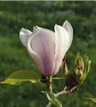 Tulpenmagnolie 'Heaven Scent' - Magnolia soulangiana 'Heaven Scent'