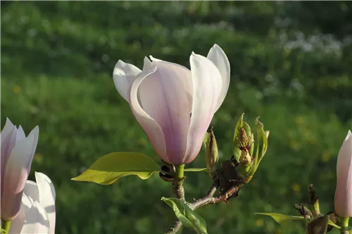 Tulpenmagnolie 'Heaven Scent' - Magnolia soulangiana 'Heaven Scent'