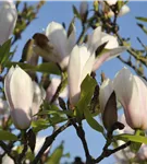 Tulpenmagnolie 'Heaven Scent' - Magnolia soulangiana 'Heaven Scent'