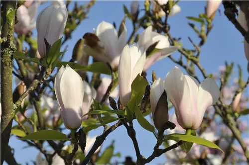 Tulpenmagnolie 'Heaven Scent' - Magnolia soulangiana 'Heaven Scent'