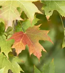 Zuckerahorn - Acer saccharum