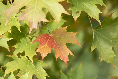 Zuckerahorn - Acer saccharum